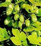 Humulus lupulus