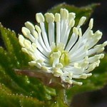 Hydrastis canadensis