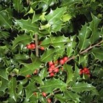 Ilex