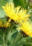 Inula