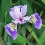 Iris
