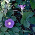 Jalapa