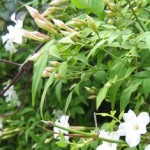 Jasminum off.