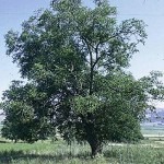 Juglans