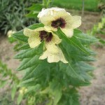 Hyosciamus niger
