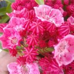 Kalmia latifolia