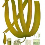 Laminaria (et autres algues)