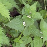 Lamium