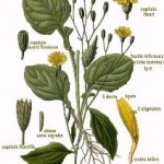 Lampsana communis