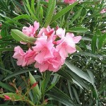 Oleander