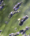 Lavandula