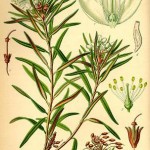 Ledum palustre