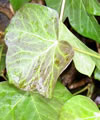 Hedera helix