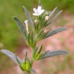 Onosmodium