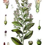 Lobelia