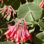Lonicera