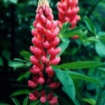 Lupinus