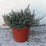 Origanum