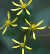 Hypericum perforatum