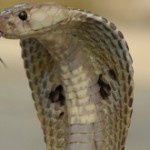 Naja tripudians