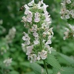 Nepeta cataria