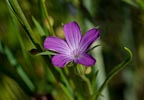 Lychnis