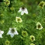 Nigella