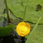 Nuphar lutea