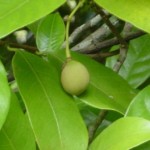Nux moschata