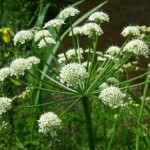 Oenanthe crocata