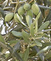 Olea europa