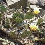 Opuntia ficus