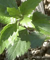 Orthosiphon stamineus