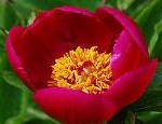 Paeonia officinalis