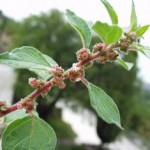 Parietaria officinalis