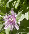 Passiflora