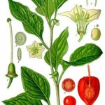 Physalis alkekengi