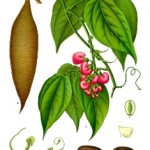 Physostigma