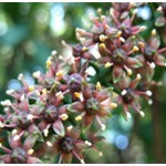 Pilocarpus jaborandi