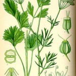 Pimpinella