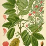 Piscidia erythrina