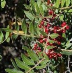 Pistacia lentiscus