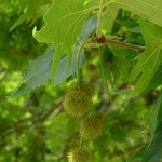 Platanus