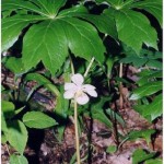 Podophyllum
