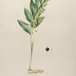 Polygonatum vulgare