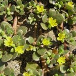 Portulaca oleracea