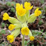 Primula