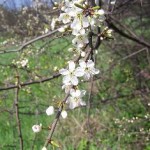 Prunus