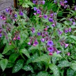 Pulmonaria officinalis