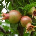 Punica granatum